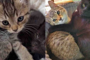 【海外】「子猫の頃から兄弟を守り続ける猫の絆とは？」