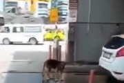「次はワイもお願いしますワン」洗車機に並ぶワンコ