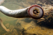 外国人「日本にはこんなヤバい見た目の魚が生息してるらしい…」