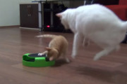 ドッキリの名仕掛け人！先輩白猫を驚かせることが趣味の後輩子猫
