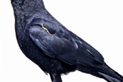 日本の男子生徒がカラスと絶妙なバランスで戯れる動画が面白いと海外で話題に