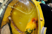 外国人「俺達が日常の中で見つけた興味深いものを見せてくｗｗｗｗ」