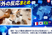 海外「なんで数ある国の中でわざわざ日本なの？」 大阪梅田の猫カフェMOCHA、30匹と過ごせる規模に海外驚嘆
