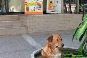 外国人「どれほど世界中が猛暑か分かる画像を見せていく！」