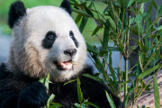 【海外の反応】中国がサンディエゴ動物園に新しいパンダを送る　海外の反応「これは素晴らしいニュース、米中関係にとって良い兆候だ」