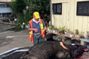 韓国人「最近日本で捕まった巨大グマがヤバすぎる…」