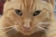 なんだこれ興奮するぞ。キャットニップの良さに気付いてしまった猫。海外の反応