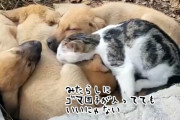 これはかわいい異物混入。犬団子の中に入り込む猫