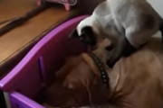 「マッサージいかがですかー？」犬の背中に乗ってフミフミ足を動かすシャム猫の様子が施術師と患者さんみたい