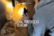 お父さんと猫による、おもちゃ救出大作戦！