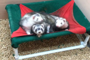 【DIY】クローゼットをフェレット部屋に改築！フェレット達の反応は…？！