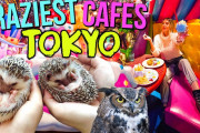 外国人が東京の動物カフェに行ってみた！外国人「俺よりも良い生活しているな」