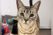 【海外】猫が「ニャー」を間違えて言ってた！？驚きの発見がもたらした笑える瞬間