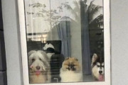 こんなん泣く！担当最後の日、配達員を心待ちにしていた3匹の犬たちに感動のメッセージ
