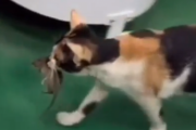 ちゃんと仕事をしてくれ！倉庫に出るネズミを取るために猫を雇った結果。海外の反応