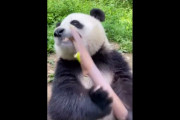 パンダが竹をムシャムシャ食べているだけの動画→海外「これは本当に妙な満足感がある」「非常に満足度が高い！」「達人レベルの竹食べ」「これこそ俺が求めてたASMRだ…」
