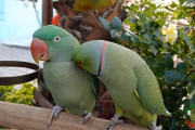一緒に住むワカケホンセイインコに愛情表現されても無反応で固まり続けるオオホンセイインコが置物みたい