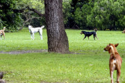 【海外の反応】「もはや国家の恥だ」世界大会で日本人コーチを襲った野犬の惨事…インドの国際的失態に世界が絶句！自国民からも怒りの声が殺到する事態に…