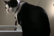 ギターを弾いて飼主さんを起こしてくれるタキシードキャット！