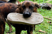 今日はこれ！家族に捨てられた犬のお世話していたら、毎日プレゼントを持ってくるように
