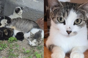 【海外】公営住宅の前で子猫たちと暮らす猫、母猫が離れられない理由とは？