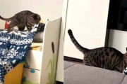 毛布を盗んでいる最中にカメラに気づいた猫さん「ニャッ？！」とするも素知らぬ顔で続行する様子が面白い！