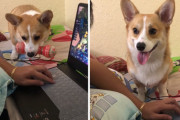 ”遊んでちょうだい！”おもちゃを上手に使って構ってアピールをするコーギーが可愛い