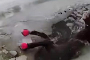 【海外】凍った池に落ちた馬を救出！警察の熱い奮闘劇ｗｗｗ