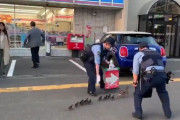 外国人「日本らしいな」カルガモの親子を誘導する警察に世界が和む