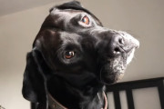 「Walk」と言うと頭を傾げるボクサー犬が可愛い(*´ｪ`*)