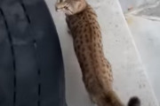 「ママー！ここにいるよ！」子猫の寝き声を聞いた母猫が猛ダッシュで戻ってくる