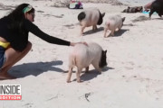 白い砂浜、青い海、そして…8匹の子ブタ！ピッグビーチの人気者に観光客がメロメロ