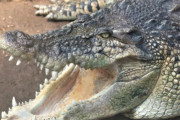 韓国人「ベトナムで捕獲された超巨大ワニをご覧ください」