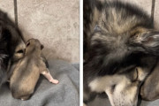 母犬「子供は私が守る」赤ちゃん犬と幸せいっぱいに添い寝する母犬の姿にほっこり