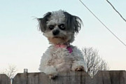鬼犬かな。フェンスの上から鬼の形相でにらみつける犬
