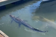 怠け者のワニ、そのすぐ下に潜むサメからアタックを受けても動じず。圧倒的強者の余裕？
