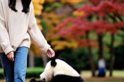 中国人「秋の東京旅行では絶対にこれを見るべき！」　中国人「美しすぎる」「南方人は黙って羨望の涙を流す」