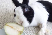 ムニャムニャ…ムシャムシャ！目覚めた瞬間に好物の梨にかぶりつく食いしん坊ウサギにクスっとしてしまう