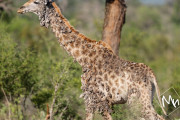 【海外】変な「デコボコ」だらけのキリン、クルーガー国立公園で発見されたよ！