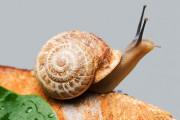 【海外】カタツムリの食事事情とは？驚きの食べ物とその食べ方を解説！