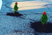 男が車道にクリスマスツリーを植えて立ち去る事件発生！ その理由に外国人歓喜！