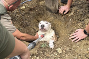 【海外】「外に出た犬が涙の救出劇！感動の真相とは？」