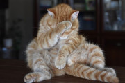 海外のポルノ動画では「ネコの顔」にモザイクで配慮！ シュールな光景だと話題にｗｗｗｗｗ