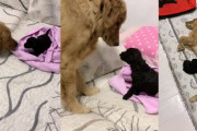新しくやってきた子犬に興奮を抑えきれないゴールデンレトリバー。その後二匹は仲良くなり一緒にゴロン