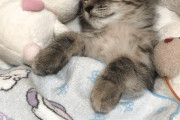 外国人「お昼寝する猫がカワイイのでみんなにも見せていく！」