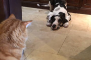 猫「ジーーー(ΦωΦ)」犬「助けて！ニャンコが怖くて外に出れないの！」