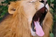 「見ているだけでアクビが出てくる…」いろんな動物たちのアクビ集