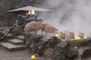 海外「スタジオジブリの世界？」　カピパラが温泉に浸かっている様子が海外で話題に