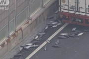 「５トンほど落ちた」大阪の高速道路に大量のカツオ散乱（海外の反応）