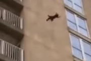 住民が悲鳴！マンション上階から猫が落下する映像が海外で話題に・・・　海外の反応